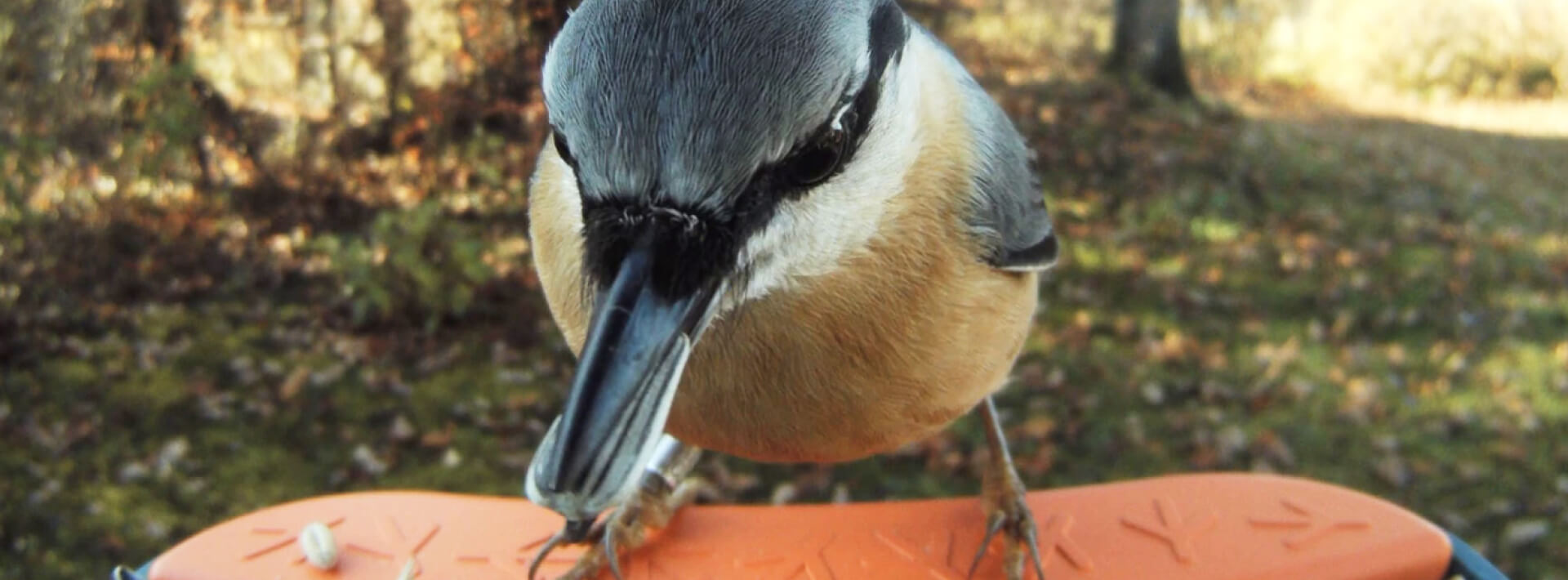 Unpacking the Secret Behind Bird Buddy’s Big Win! Naturality Digital 7 Directus Image